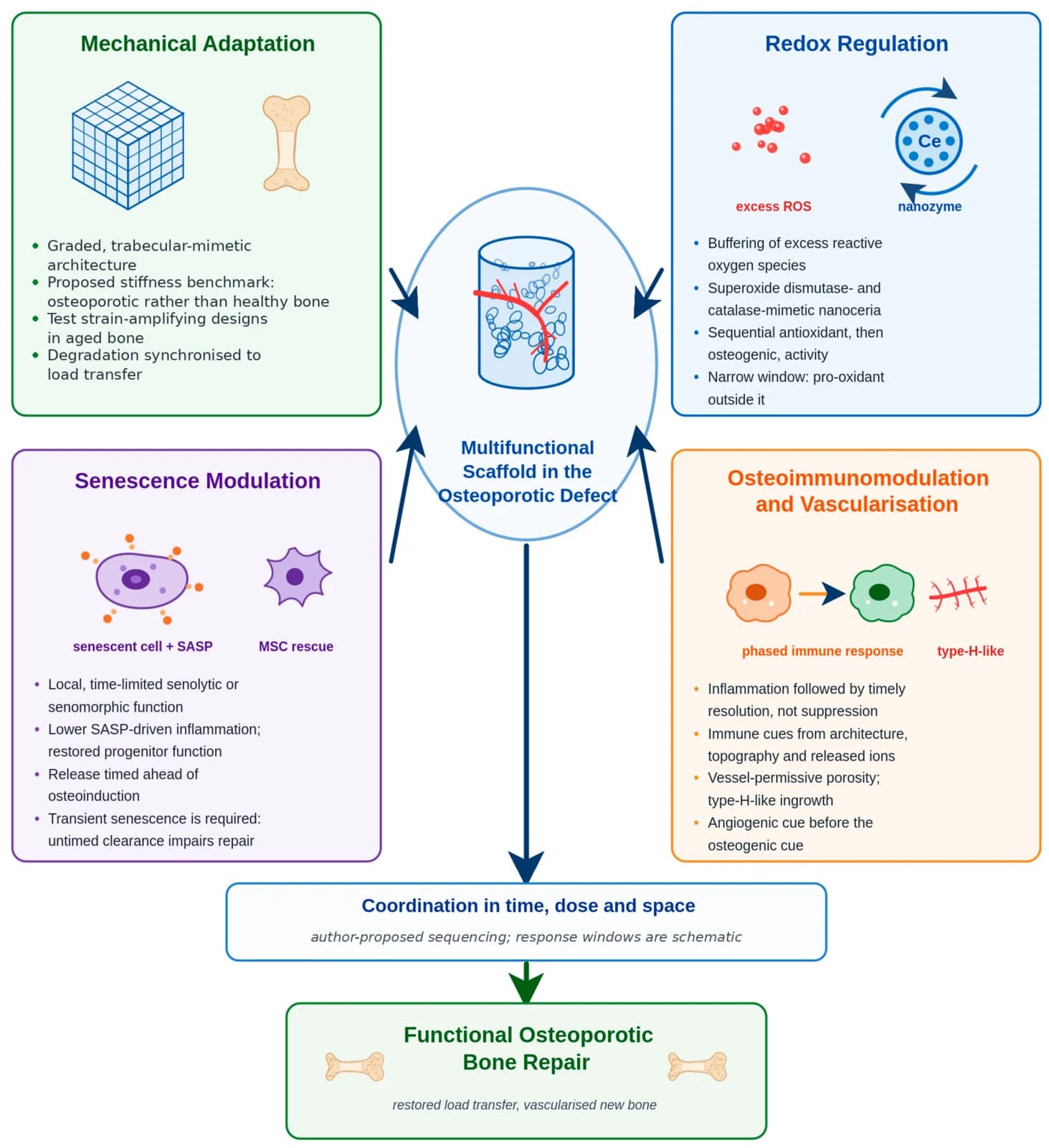 Diagram of four design axes — mechanical adaptation, redox regulation, senescence modulation, and osteoimmunomodulation with vascularisation — converging on one multifunctional scaffold in an osteoporotic defect