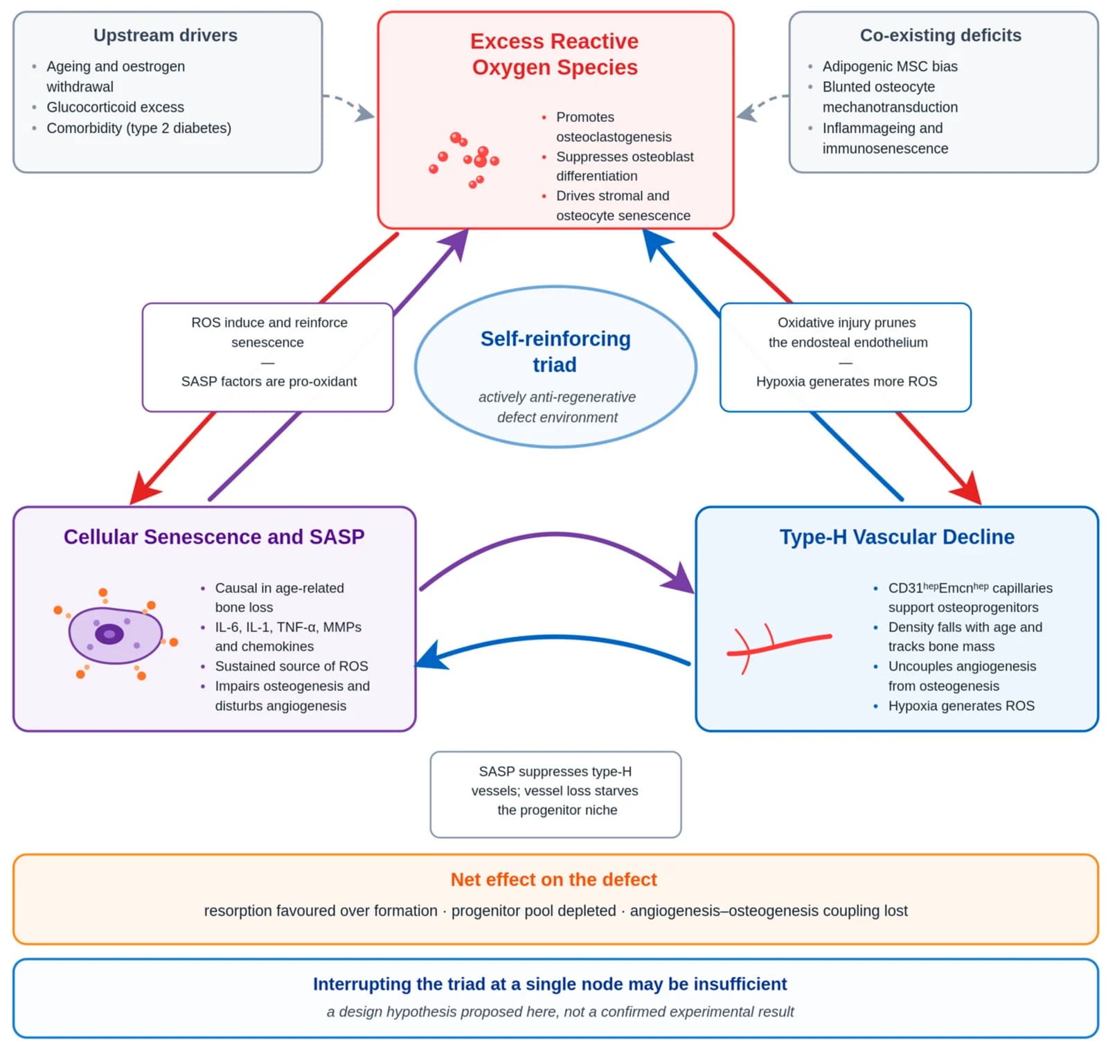 Diagram of the proposed self-reinforcing triad linking excess reactive oxygen species, cellular senescence and type-H vascular decline