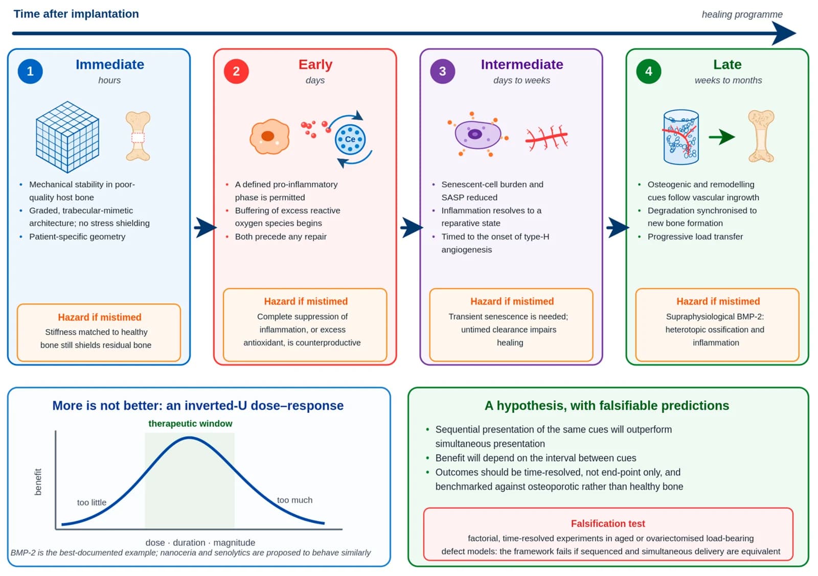 Diagram of the four-phase, time-sequenced scaffold design framework with a hazard for each phase, an inverted-U dose–response curve, and the proposed falsification test
